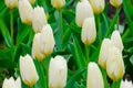 colorful blooming tulips flowers in early spring Royalty Free Stock Photo