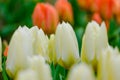 colorful blooming tulips flowers in early spring Royalty Free Stock Photo