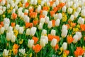 colorful blooming tulips flowers in early spring Royalty Free Stock Photo