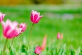 colorful blooming tulips flowers in early spring Royalty Free Stock Photo