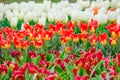 colorful blooming tulips flowers in early spring Royalty Free Stock Photo