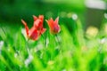 colorful blooming tulips flowers in early spring Royalty Free Stock Photo