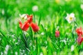 colorful blooming tulips flowers in early spring Royalty Free Stock Photo