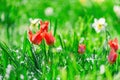 colorful blooming tulips flowers in early spring Royalty Free Stock Photo