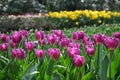 Colorful blooming tulips in the Spring garden