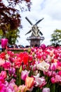 Colorful blooming tulips with windmill at background in famous Keukenhof public garden Royalty Free Stock Photo