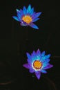 Colorful blooming violet or purple water lily or lotus flower with water or rain. Royalty Free Stock Photo