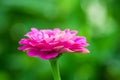 Beautiful Blooming Zinnias