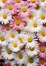 Colorful Blooms: A Teen\'s Puzzle of Daisy Keys and Petal Portrai