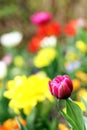 Spring Tulip Flower colorful yellow purple closeup Background Royalty Free Stock Photo