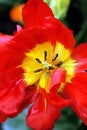 Spring Tulip Flower closeup red pistil Background Royalty Free Stock Photo