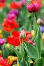 Spring Tulips Flowers colorful pink red close up Background Royalty Free Stock Photo