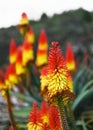 Colorful blossom of aloe vera plant after rain on tropical garden. Royalty Free Stock Photo