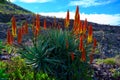 Colorful blossom of aloe vera plant on tropical island La Palma, Canary, Spain