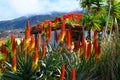 Colorful blossom of aloe vera plant on tropical island La Palma, Canary, Spain