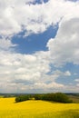 Colorful blossom field of colza with beautiful sky