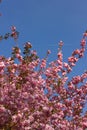 Colorful blossom of parktrees on springtime blue sky Royalty Free Stock Photo