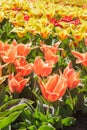 Colorful Blossom Tulips and narcissus for backgroundKeukenhof Royalty Free Stock Photo