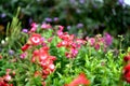 Colorful blossomed garden, flowers fullness of summer