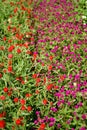 Colorful blossomed garden, flowers fullness of summer