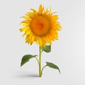 Colorful blossomed sunflower with yellow petals on a green stem with leaves, isolated on a white background