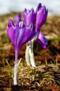 Purple Crocus flowers on spring mountain hill Royalty Free Stock Photo