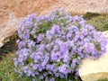 Colorful blue aster wildflowers in Abilene, Texas