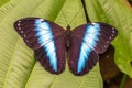 Colorful blue and black butterfly on a leaf Royalty Free Stock Photo