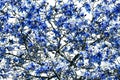 Colorful blue flowers blooming on a black tree set against a white sky background Royalty Free Stock Photo