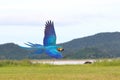 Colorful of Blue and gold macaw flying on the meadow. Royalty Free Stock Photo