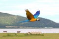 Colorful of Blue and gold macaw flying on the meadow. Royalty Free Stock Photo