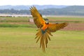 Colorful of Blue and gold macaw flying on the meadow. Royalty Free Stock Photo