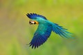 Colorful Blue and gold macaw parrot flying on green nature background. Royalty Free Stock Photo