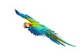 Colorful Blue and gold macaw parrot flying in the sky. Royalty Free Stock Photo