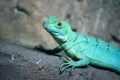 Colorful blue green basilisk lizard Royalty Free Stock Photo