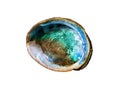 Colorful blue green brown abalone shell isolated