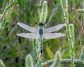 Sparkling blue dragonfly with filmy wings