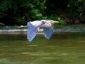 Colorful blue heron gliding over the Roanoke River on the Salem Greenway. Royalty Free Stock Photo