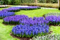 Colorful blue hyacinth flowers blossom in dutch spring garden Royalty Free Stock Photo