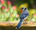 Colorful blue jay bird