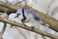 Colorful Blue Jay bird perched on a tree branch Royalty Free Stock Photo