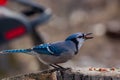 Colorful blue jay with a peanut in the beak perched on the stump Royalty Free Stock Photo