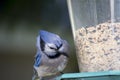 A large blue jay on feeder Royalty Free Stock Photo