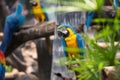 Colorful blue macaw parrot bird Royalty Free Stock Photo