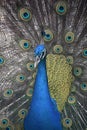 Colorful Blue Male Peacock with Plummage Around Him