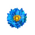 Colorful Blue Mona Lisa flower, Spring bloom