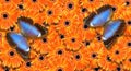 colorful blue morpho butterflies on orange gerbera flowers. flowers gerbera texture background Royalty Free Stock Photo