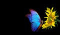 Colorful blue morpho butterfly on sunflower isolated on black. copy space Royalty Free Stock Photo