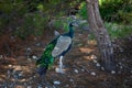 Colorful green multicolored peacock walks under trees on sunny d