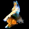 Colorful blue, orange Siamese fighting fish